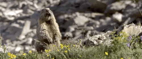 国产动物识别视频,捕捉自然之美，解码生命奥秘